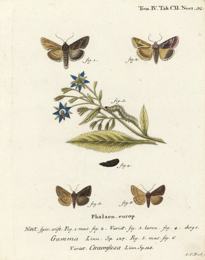 Silver Y Moth and Essex Y Moth. Handcoloured Copperplate Engraving by Johann Carl Bock by Johann Carl Bock