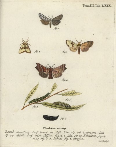 Speckled footman, Staurophora celsia and herald moth by Johann Carl Bock
