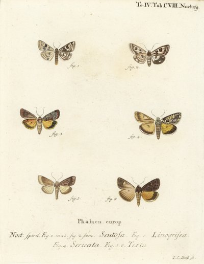 Spotted Clover, Guernsey Underwing, and Straw Underwing (Illustration from Die Schmetterlinge) by Johann Carl Bock