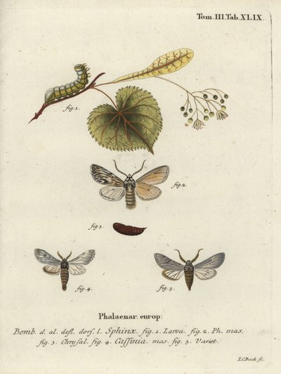Sprawler moth, Asteroscopus sphinx by Johann Carl Bock
