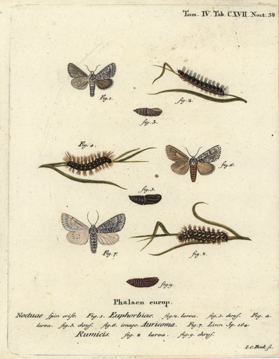 Sweet Gale Moth, Acronicta Euphorbiae, Scarce Dagger, Acronicta Auricoma, and Knot Grass Moth, Acronicta Rumicis. Handcoloured Copperplate Engraving by Johann Carl Bock after Eugenius Johann Christoph Esper’s Die Schmetterlinge in Abbildungen by Johann Carl Bock