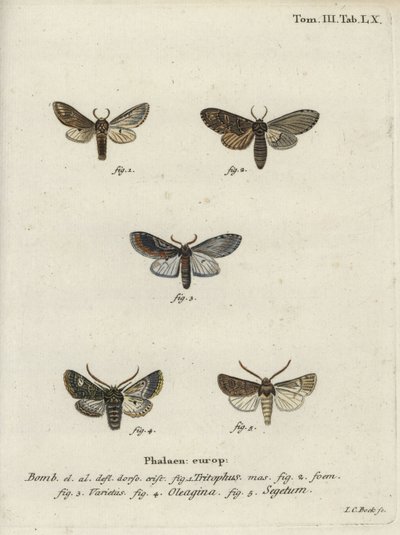Three-Humped Prominent, Olive Moth and Turnip Moth by Johann Carl Bock