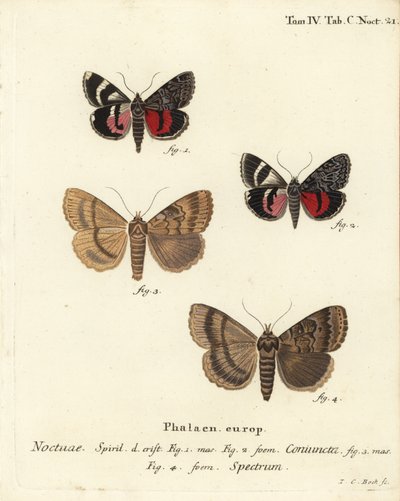 Underwing Moth and Apopestes Spectrum. Handcoloured Copperplate Engraving by Johann Carl Bock by Johann Carl Bock
