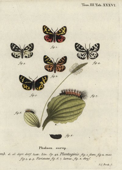 Wood tiger moth, Parasemia plantaginis by Johann Carl Bock