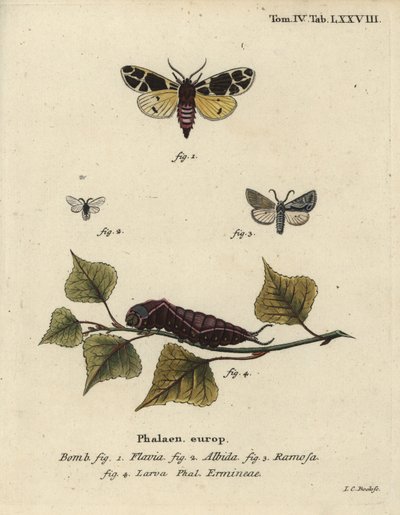 Yellow Tiger Moth, White Ermine Larva, etc. by Johann Carl Bock