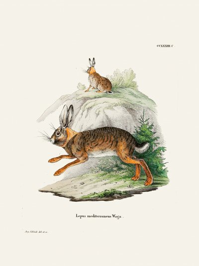 Cape Hare by Johann Christian Daniel Von Schreber