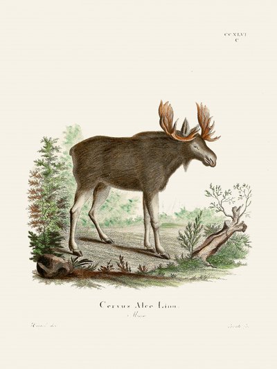 Moose by Johann Christian Daniel Von Schreber