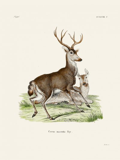 Mule Deer by Johann Christian Daniel Von Schreber