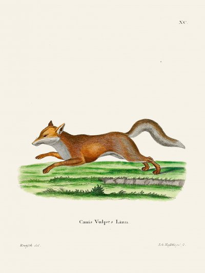 Red Fox by Johann Christian Daniel Von Schreber