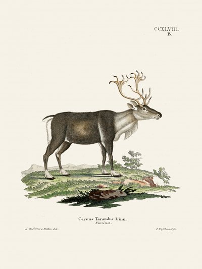 Reindeer by Johann Christian Daniel Von Schreber