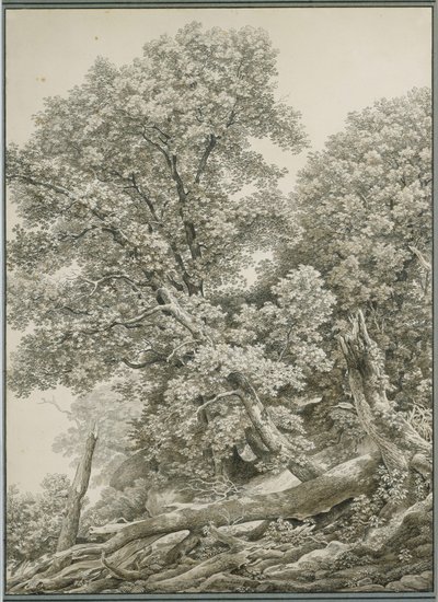 Large Tree Study by Johann Christian Reinhart