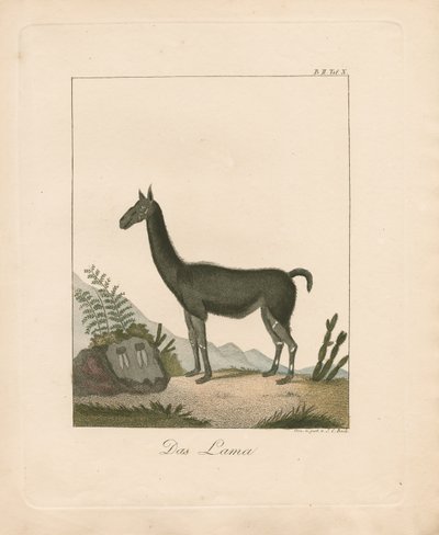 The Llama by Johann Christoph Bock