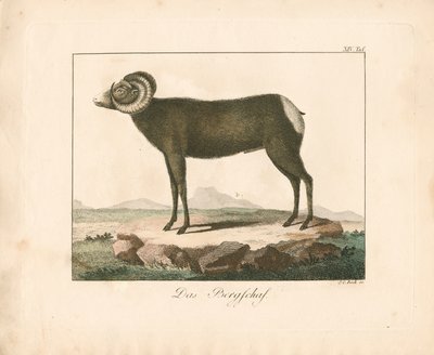 The Mouflon by Johann Christoph Bock