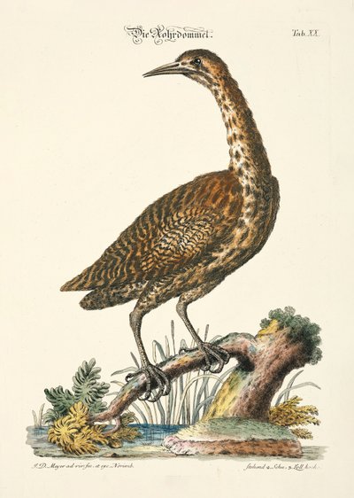 Eurasian Bittern by Johann Daniel Meyer