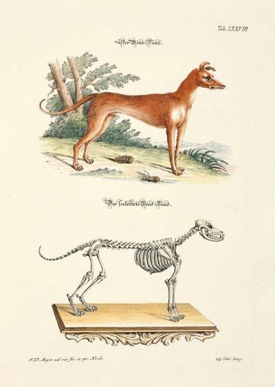 Greyhound and its Skeleton by Johann Daniel Meyer