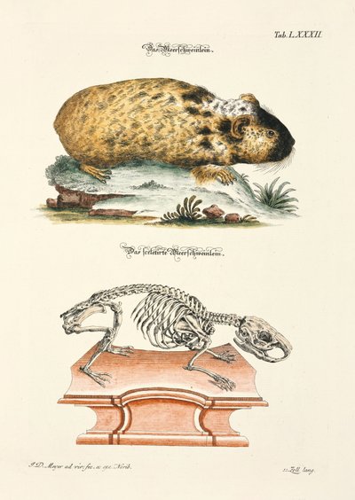 Guinea Pig and its Skeleton by Johann Daniel Meyer