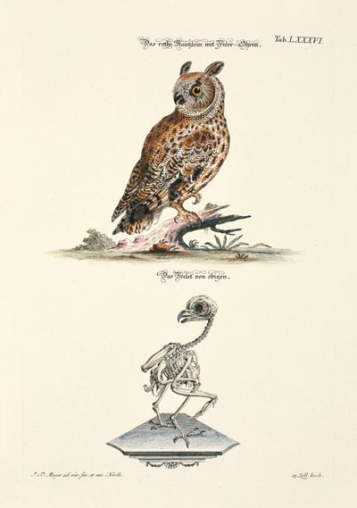 Long-eared Owl and its Skeleton by Johann Daniel Meyer