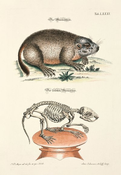 Marmot and its Skeleton by Johann Daniel Meyer