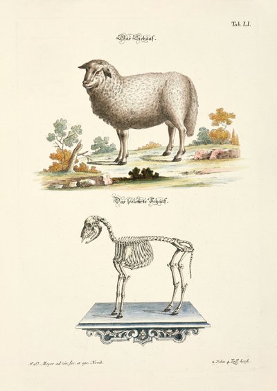 Sheep and its Skeleton by Johann Daniel Meyer