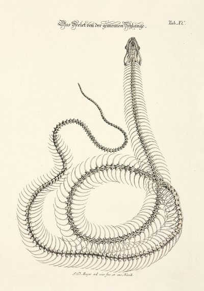 Skeleton of the Common Snake by Johann Daniel Meyer