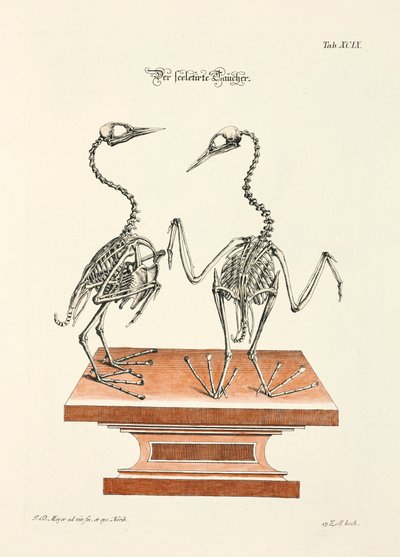 Skeleton of the Diver by Johann Daniel Meyer