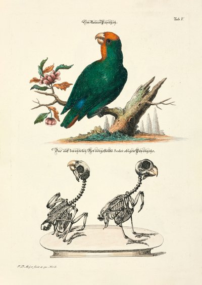 Small Parrot with Skeletons by Johann Daniel Meyer