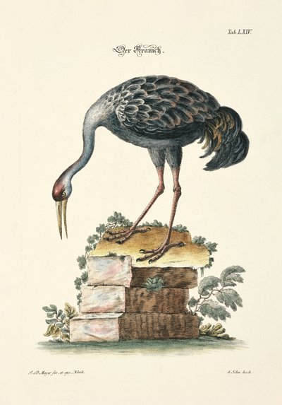 The Crane by Johann Daniel Meyer