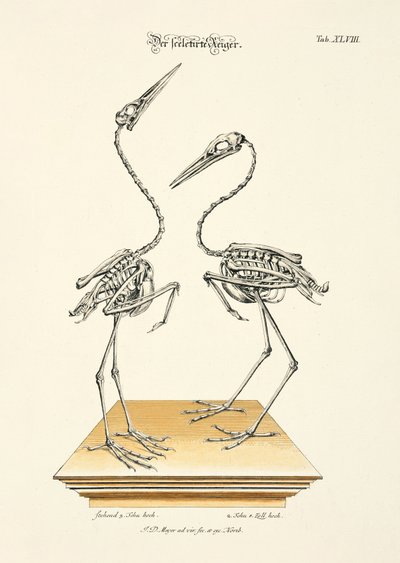 The Skeletonized Herons by Johann Daniel Meyer