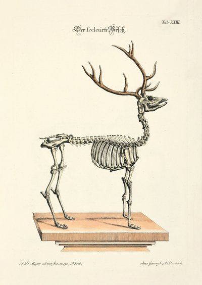 The Skeletonized Red Deer by Johann Daniel Meyer