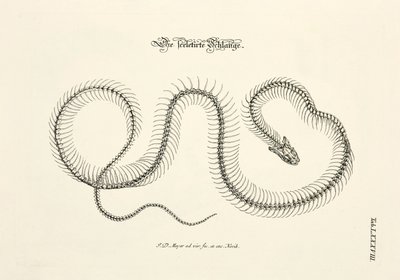 The Skeletonized Snake by Johann Daniel Meyer