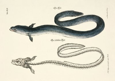 The Eel and its Skeleton by Johann Daniel Meyer