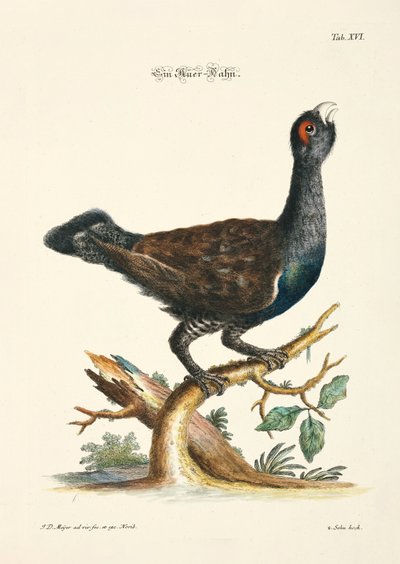 Western Capercaillie by Johann Daniel Meyer