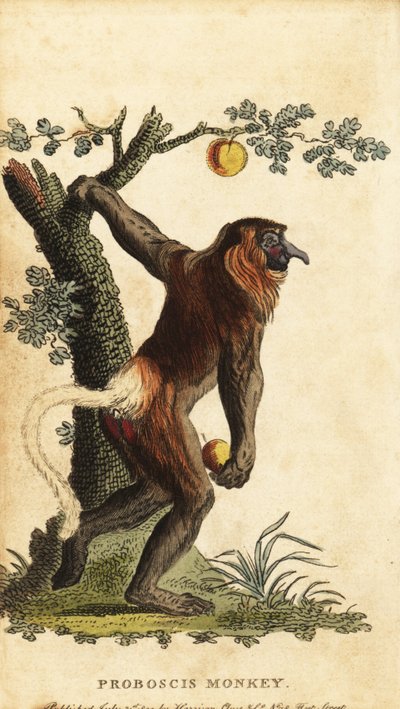 Long-nosed monkey, Nasalis larvatus. Endangered (1800) by Johann Eberhard Ihle