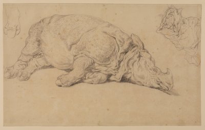Rhinoceros lying on its side by Johann Elias Ridinger or Riedinger