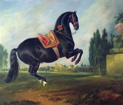 A Black Horse Performing the Courbette by Johann Georg Hamilton
