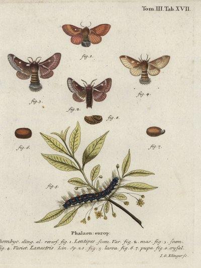 Eastern Eggar and Small Eggar Moths by Johann Georg Klinger