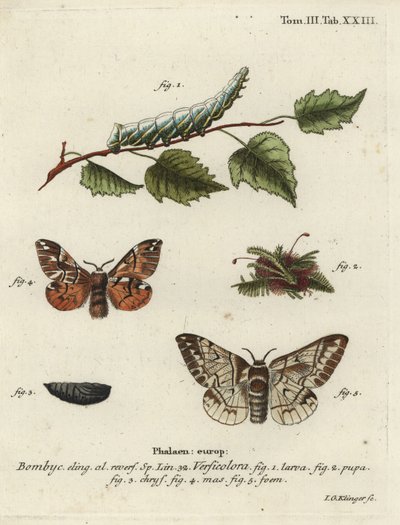Kentish Glory, Endromis versicolora by Johann Georg Klinger