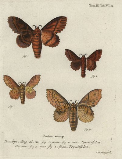 Oak eggar and poplar lappet moths by Johann Georg Klinger