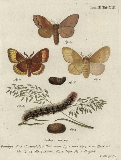 Pine Tree Lappet and Oak Eggar Moths by Johann Georg Klinger