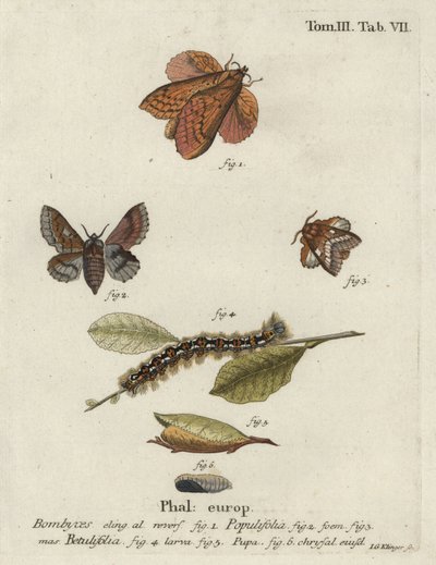 Poplar Lappet and Small Lappet Moths by Johann Georg Klinger