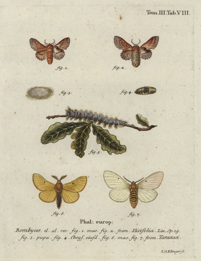 Small Lappet and Autumn Silkworm Moth by Johann Georg Klinger