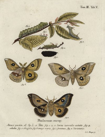 Tau emperor moth, Aglia tau. by Johann Georg Klinger