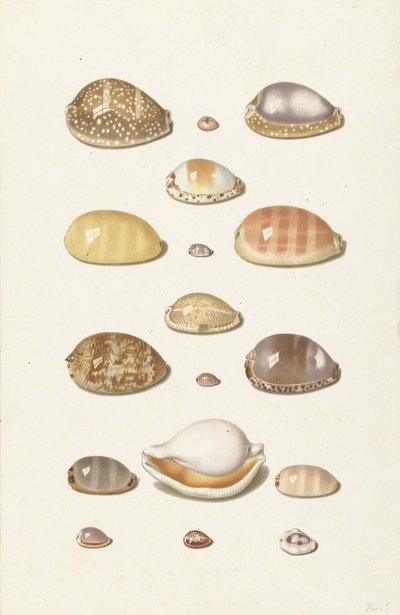 Cowry Shells by Johann Gustav Hoch