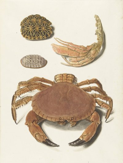 A Crab, a Crab Claw, and Two Turtle Shells by Johann Gustav Hoch