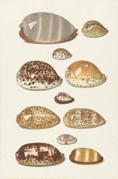 Eleven Large and Small Tropical Cowrie Shells by Johann Gustav Hoch