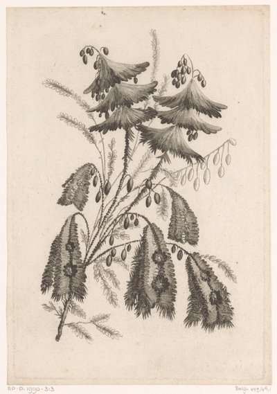 Parasol-like Flowers (Recueil De Nouvelles Fleurs De Goût; Pour la Manufacture des Etoffes de Perse) by Johann Heinrich  Hess