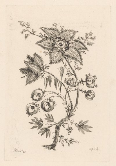 Star-shaped Flowers by Johann Heinrich  Hess