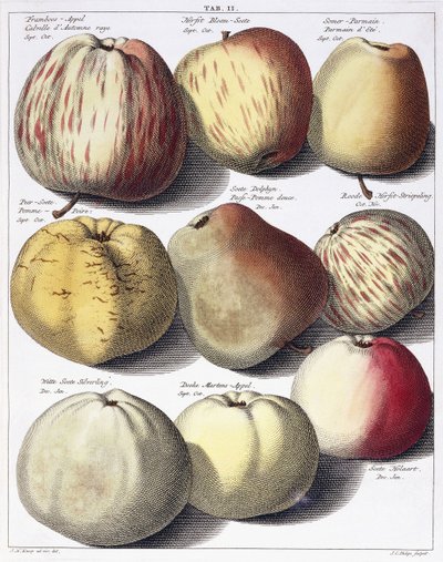 Various Apples by Johann Hermann Knoop