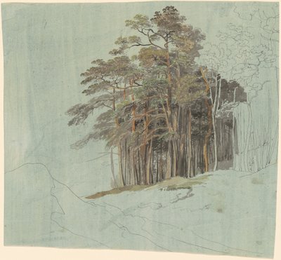 A Study of Pine Trees by Johann Jakob Dorner the younger