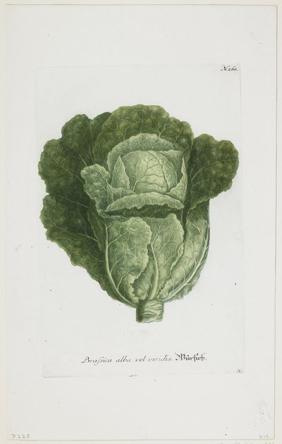 Brassica Alba Vel Viridis, from Phytanthoza Iconographia, 1735-45 by Johann Jakob Haid
